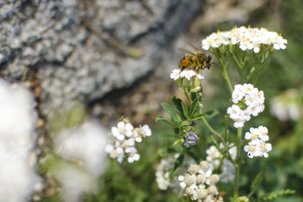 Wir und unsere Umwelt